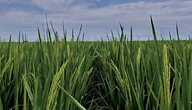 MALANJE – EMPRESA MARSIRIS  PREVÊ COLOCAR NO MERCADO  40 MIL TONELADAS DE ARROZ EM ABRIL