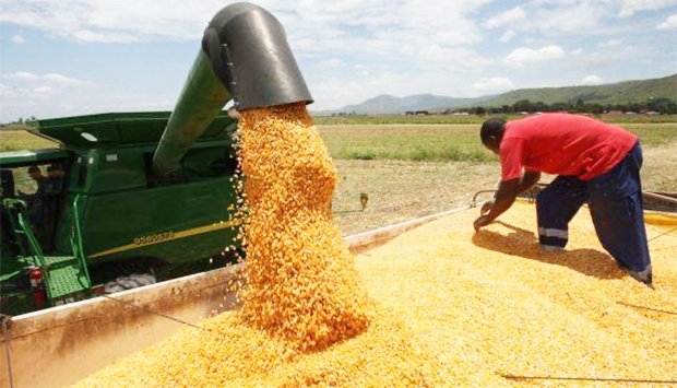 PRODUÇÃO AGRÍCOLA DE ARROZ E TRIGO LIDERARAM EM 2023-2024