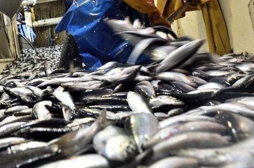 GOVERNO TOMA MEDIDAS DE GESTÃO DAS PESCARIAS