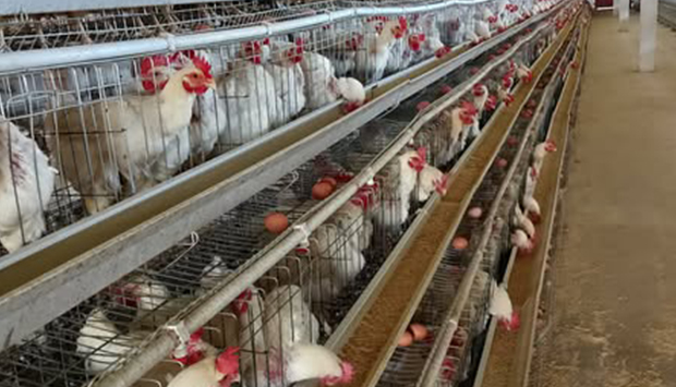 PRODUTORES NACIONAIS PRETENDEM REDUZIR IMPORTAÇÃO DE CARNE NO PAÍS